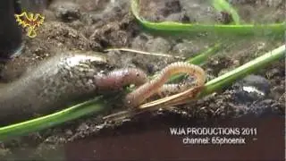Slow worm attacks and eat worm