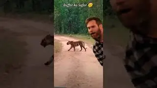 Buffer ka Safar #wildlife #tiger #buffer #zoo #photo #video #shorts