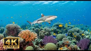 🐠 Aquarium 4K Ultra HD &ndash; Relaxing Coral Reef Fish & Calming Ocean Sounds for Meditation