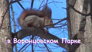Воронцовский Парк 2024 03 30