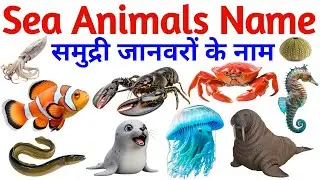 Sea Animals Names in English for Kids | Ocean Creatures, Marine Life & Underwater Animals Learning