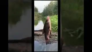 #Рыбалка #fish Man линь !!! Челендж , на стриме , танцпол сломан ! СПб