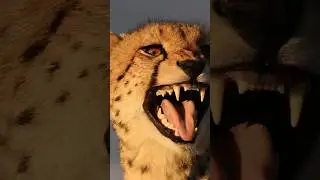 What does a cheetah sound like?