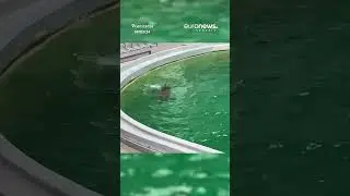 Delfinariul din Constanța are un nou membru - un pui născut de c&acirc;teva zile