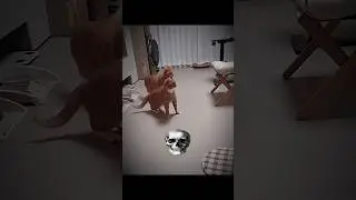 Cats can't do drift ☠️