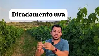 POTATURA VERDE VIGNETO! DIRADAMENTO UVA  PER AUMENTARE LA QUALITA'!