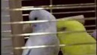 2008 Canadian National Cage Bird Show Promo