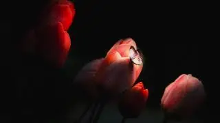 Really Slow Motion - Evolve - Song Mix (Epic Music)