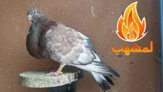 لمشهّب ملي كان صغير 👶 بدا يتعلم يهمهم 🔥 والسيفيانوس فالألون، الحلم 💭 بدا يتعمم 😌