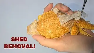 Peeling Dead Skin Off My Bearded Dragons | SHED REMOVAL!