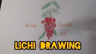 How To Draw Lichi - কিভাবে লিচু আঁকা হয় - Hafez Jamirul Cd