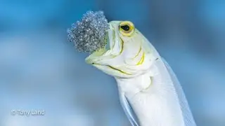 The Secret Life of Jaw fish: Small Creatures, Big Burrows
