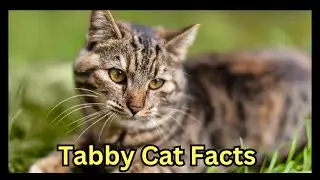 Tabby Cat Facts: Everything you Need To Know  🐱
