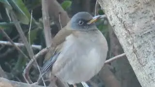 シロハラ_38_鳴き声_癒し_片倉城址公園_Pale thrush_4K
