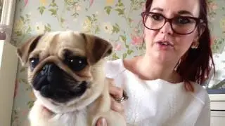 Review and meet Winnie the pug dog she's bonkers and cute