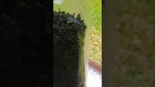 Wholesale THCA Flower Distribution Network: cheapest-for-tier proof (Real Touchdown Reviews)
