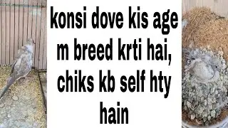 Dove phattay age details, phatta kitny din m bara hta hai, konsi dove kis age m breed krti hai?