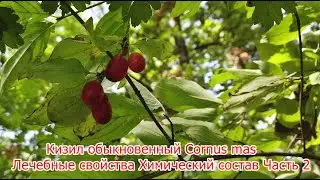 Кизил обыкновенный Cornus mas Лечебные свойства Химический состав Часть 2