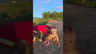So cute #monkey #monkeybobo #funny #monkeybob #monkeyboo #babymonkey