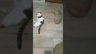 И ты здесь?🤣 #котоканал #cat #прикольныекоты #кот #веселыекоты #втоп #видосыоткота #котики #котик