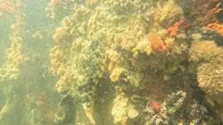 Sea Bass, Pufferfish, Blackfish and more! 7/25/25 Long Island, NY