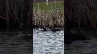 It&rsquo;s spring - 2 coots fighting for territory #nature #wildlife #shotoniphone #coot