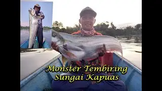 Monster Tembiring Menggunakan Teknik Casting di Sungai Kapuas