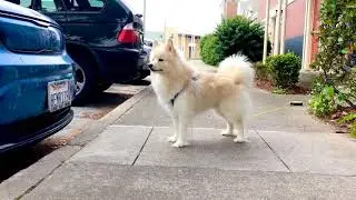 Perfect Pomsky 👑 Prince Floof ☁️