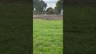 Here&rsquo;s a old video close up of a great blue heron #birds #bird #oldvideo #oldvideos