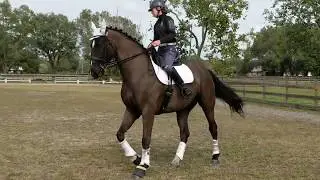 Canter Pirouette - Dressage Horse