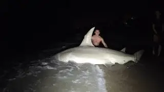 Giant 14ft Hammerhead Caught off the Beach!