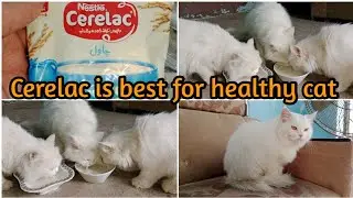 Cerelac is best for cats |cerelac is healthy for cats | cats eat cereal yummy| muffin family vlogs |