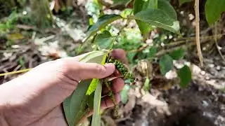Mango and Avocado Planting Preparation