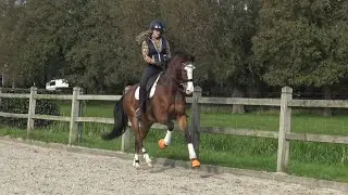 Wissels om de pas | Pirouettes | galop | dressuur * Manege de Arckelhoeve * #shorts