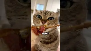 Почему кошки не чувствуют вкуса сладкого 🍭