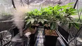 Apples & Bananas - Glitterbomb - Compound Genetics - Wir leiten die Bl&uuml;te ein - Tag 1