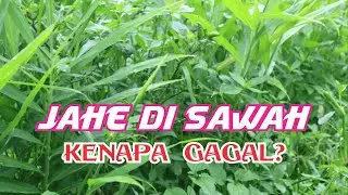 Belajar dari Gagal | Kendala Menanam Jahe di Lahan Sawah Lereng Selatan Ciremai