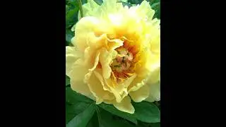 Пион GARDEN TREASURE