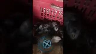 Blue Australorp | Blue Australorp Chicks Hatching | Royal Heritage Farm.