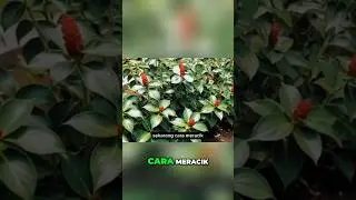 Resep Herbal Tradisional: Ramuan Alami Mengatasi Pegal
