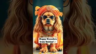 Dressed for Dussehra: Oakley&rsquo;s Polo and Tika Look! 🐕🎊#shorts #dog #cockerspaniel #dussehra