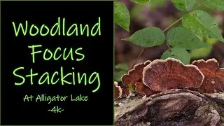 Woodland Focus Stacking A Photo Walk At Alligator Lake -4k-