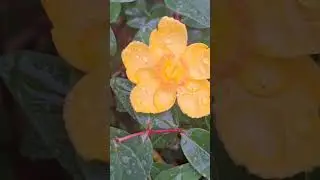 Bli Hang tongnamma Sheli poleko 