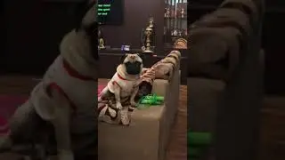 Cooking Food for my PUG