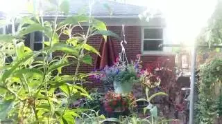 Elemental Light Beings / nature spirits & strange background