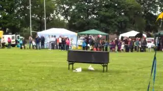 Stannage Stunt Team