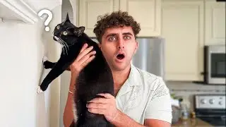 How To Test Your Cats IQ...
