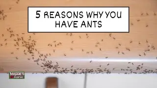5 Reasons Why You Have Ants