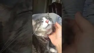 Cat Loves Chin Rubs