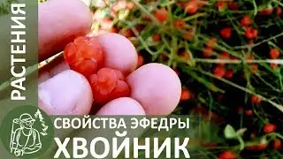 ☘ Эфедра двухколосковая (хвойник двухколосковый): описание, полезные свойства, где растет